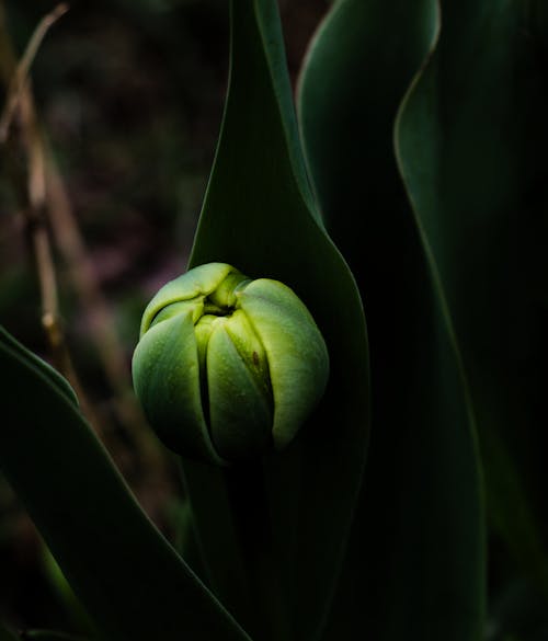 Free A green flower with a green stem and leaves Stock Photo