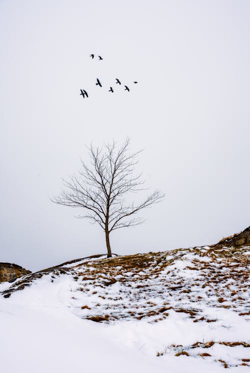 A lone tree on a snowy hill with birds flying around it