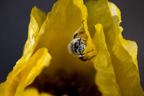 Free Close-up macro image of a bee pollinating a vibrant yellow flower, capturing nature's beauty. Stock Photo