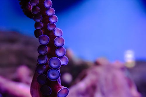 An octopus is shown in a blue aquarium