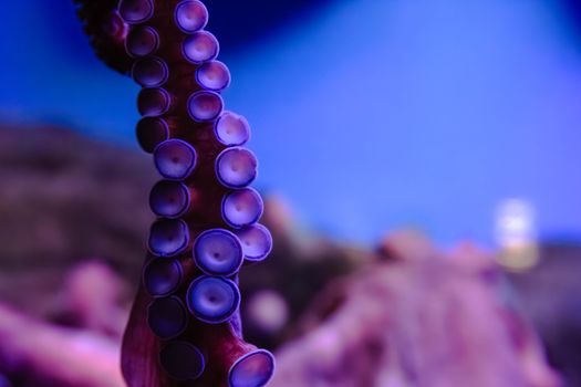 Detailed close-up of an octopus tentacle with vivid colors and textures.