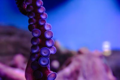 Octopus Arms Possess 'Mini-Brains' That Can Act Independently