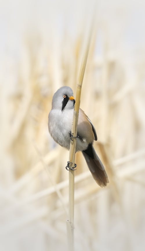 คลังภาพถ่ายฟรี ของ bearded reedling, ก้านดอก, การถ่ายภาพสัตว์