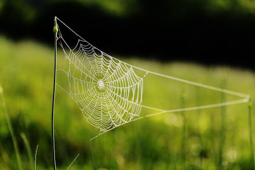 Spider Web On Grass