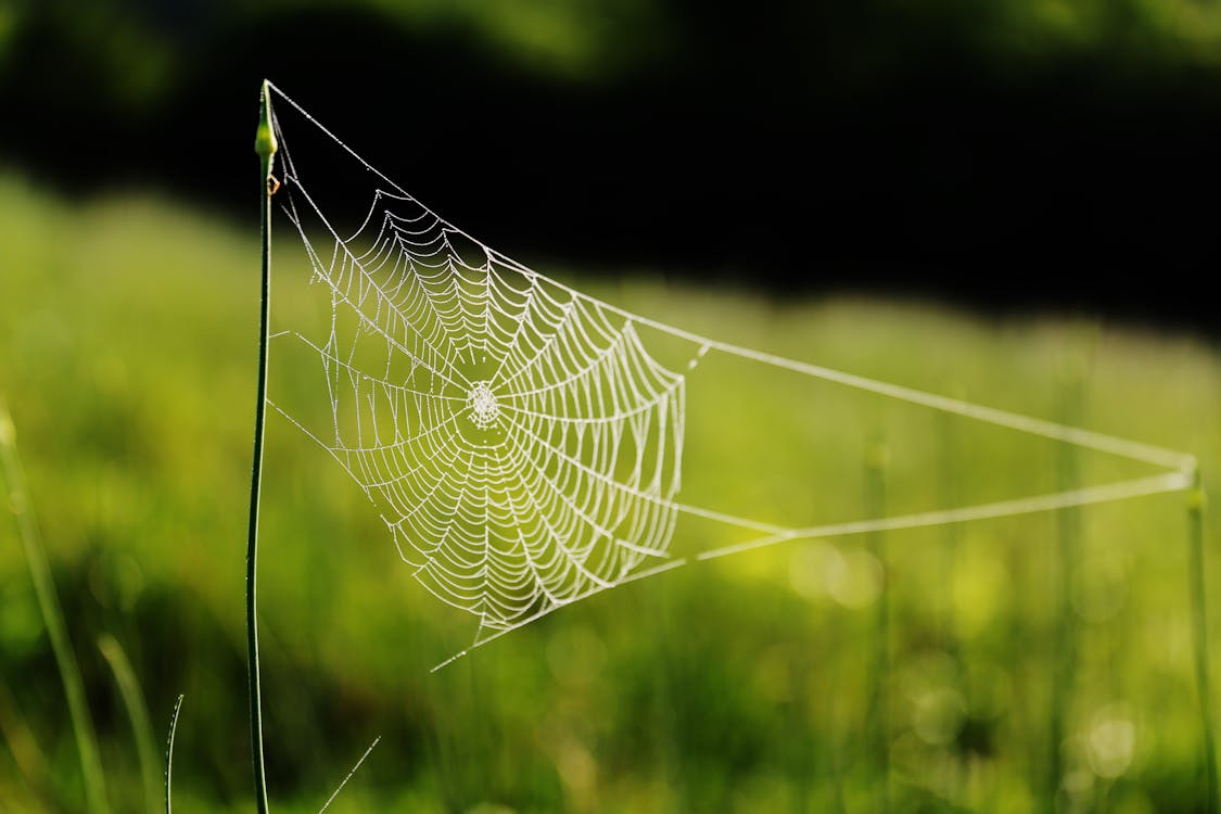 Spinnennetz Auf Gras