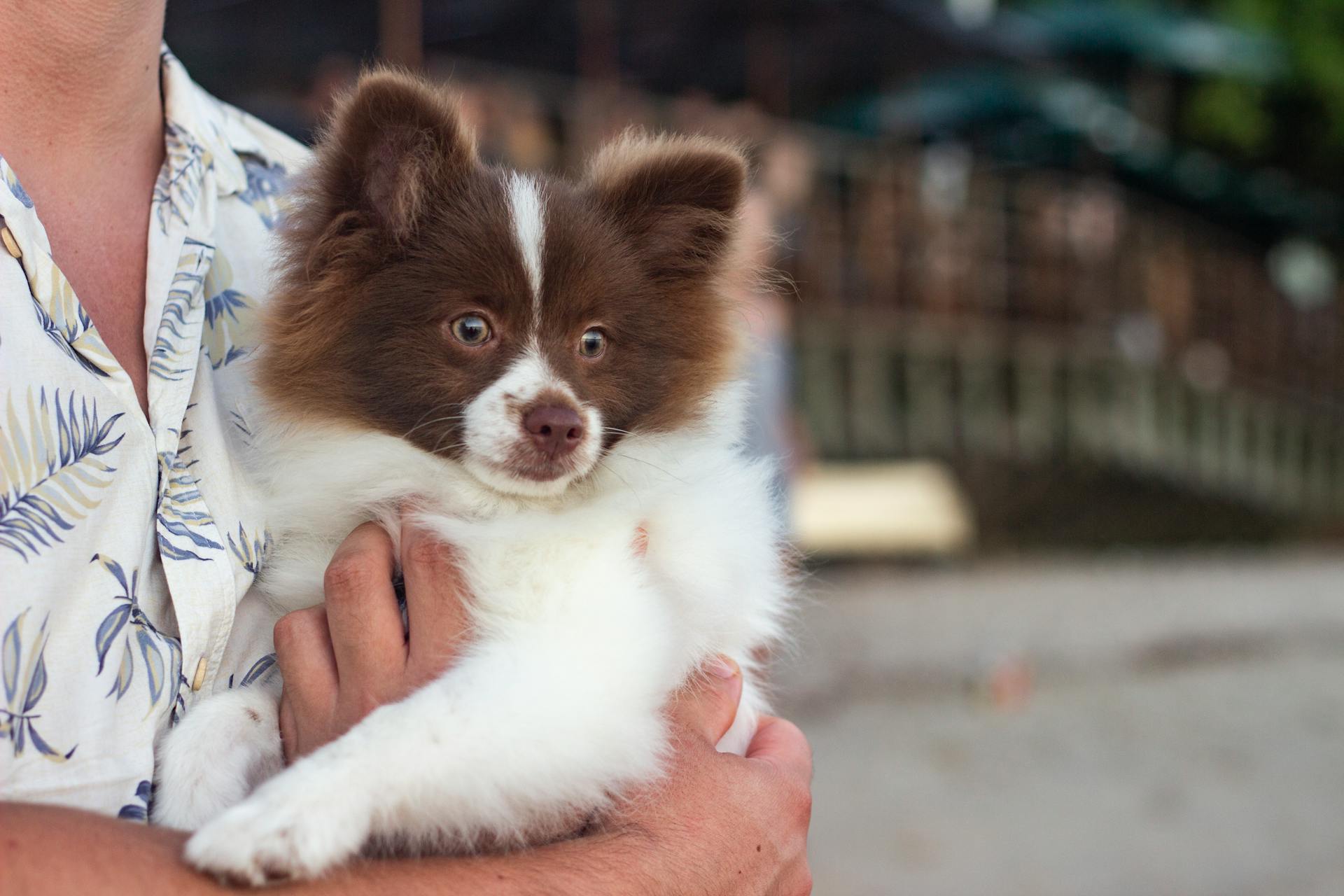 Person Carrying Long-coated White And Brown Dog