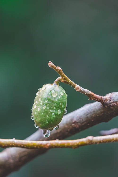 A green fruit with water droplets on it