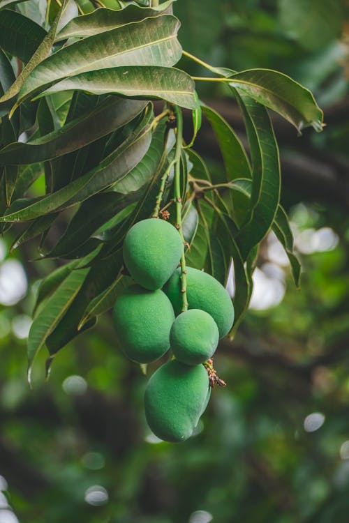 Gratis arkivbilde med gren, løvverk, mangoer