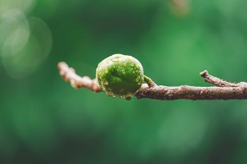 Foto stok gratis alam, buah hijau, cabang