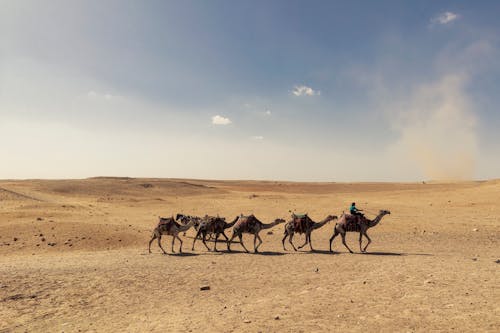 Imagine de stoc gratuită din animale, arid, beduin