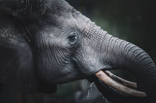afrikanischer Elefant trinkend 