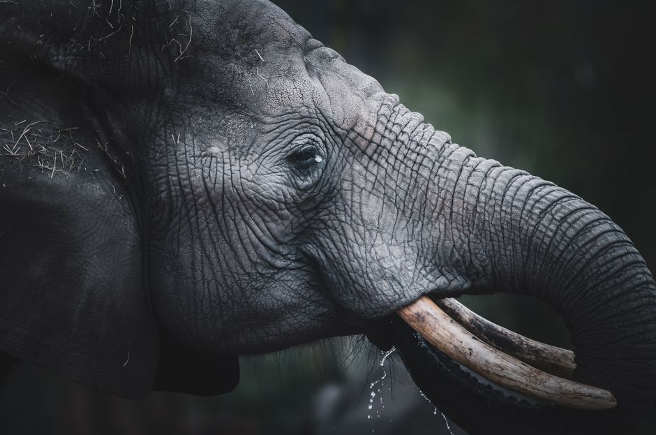 Close-up of an African elephant drinking, showcasing its tusks and wet trunk.