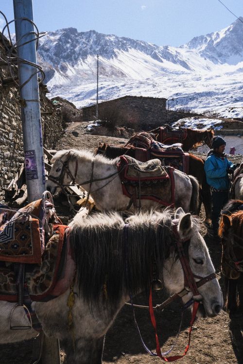 Free Horses with colorful saddles in Muktinath, Nepal, set against the snowy Himalayan mountains. Stock Photo