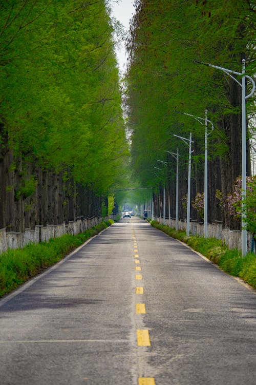 Foto d'estoc gratuïta de arbres, carrer, carreró