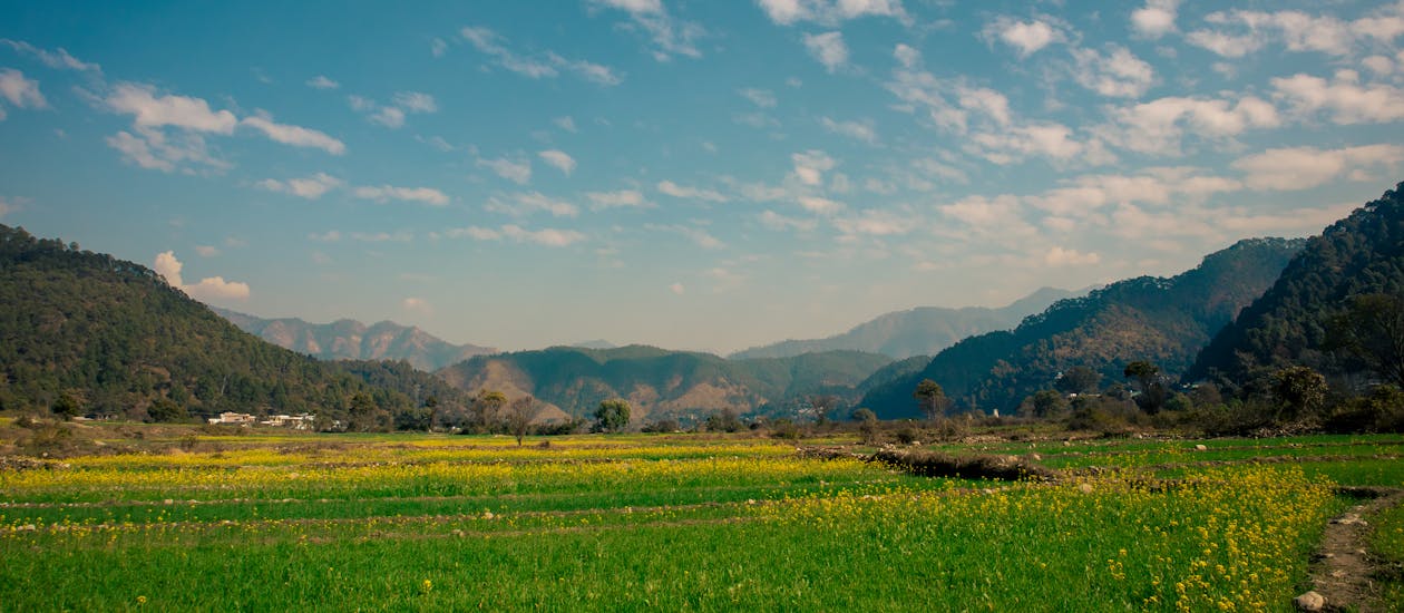 mustard ground, nature, cloudy sky