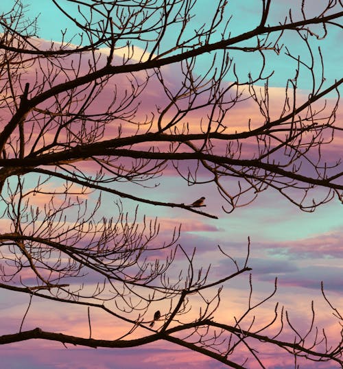 Matahari Terbenam Dengan Burung Di Pohon, Burung Kecil
