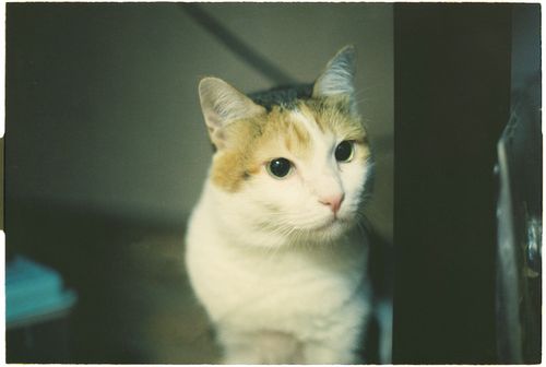 Free Charming portrait of a calico cat indoors, capturing gentle expressions in a serene ambiance. Stock Photo