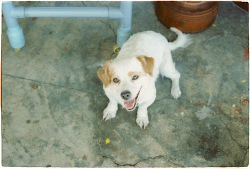 A white dog sitting on the ground