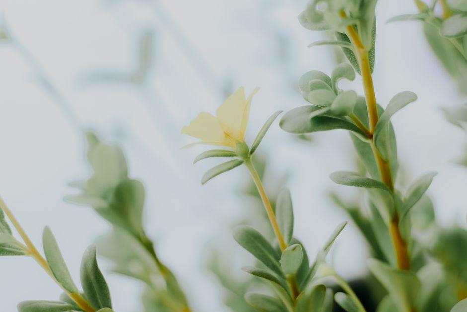 Close-up of a delicate yellow flower with green foliage, showcasing natural beauty in Brazil.