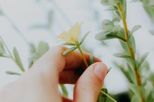 꽃, 노란색 꽃, 매크로의 무료 스톡 사진