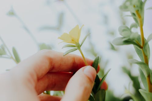 가벼운, 꽃, 노란색 꽃의 무료 스톡 사진