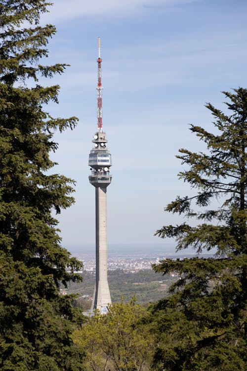 Ingyenes stockfotó avala, belgrád, fák témában