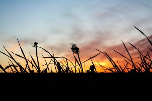 Coucher De Soleil D'été Avec Pissenlit