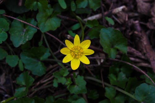 Δωρεάν στοκ φωτογραφιών με pilewort, ανάπτυξη, κίτρινο άνθος