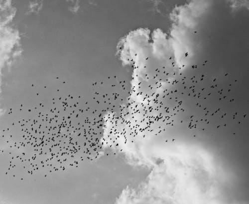 birds on the sky