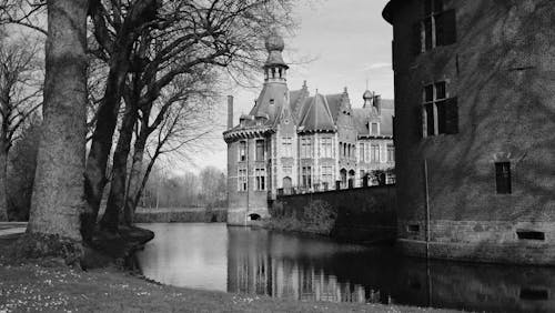 Darmowe zdjęcie z galerii z belgia, czarno-biały, drzewa