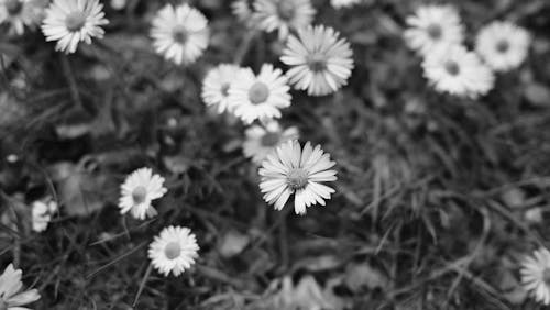 Black and white photo of daisies in the grass