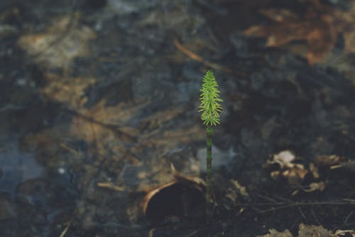 A small green plant growing out of the water