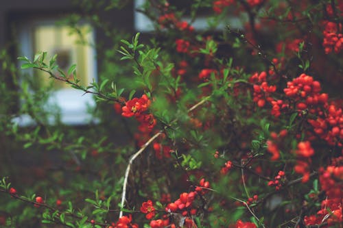 A bush with red berries and leaves in front of a house