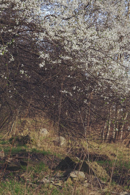 Fotobanka s bezplatnými fotkami na tému biela, dedinský, jar