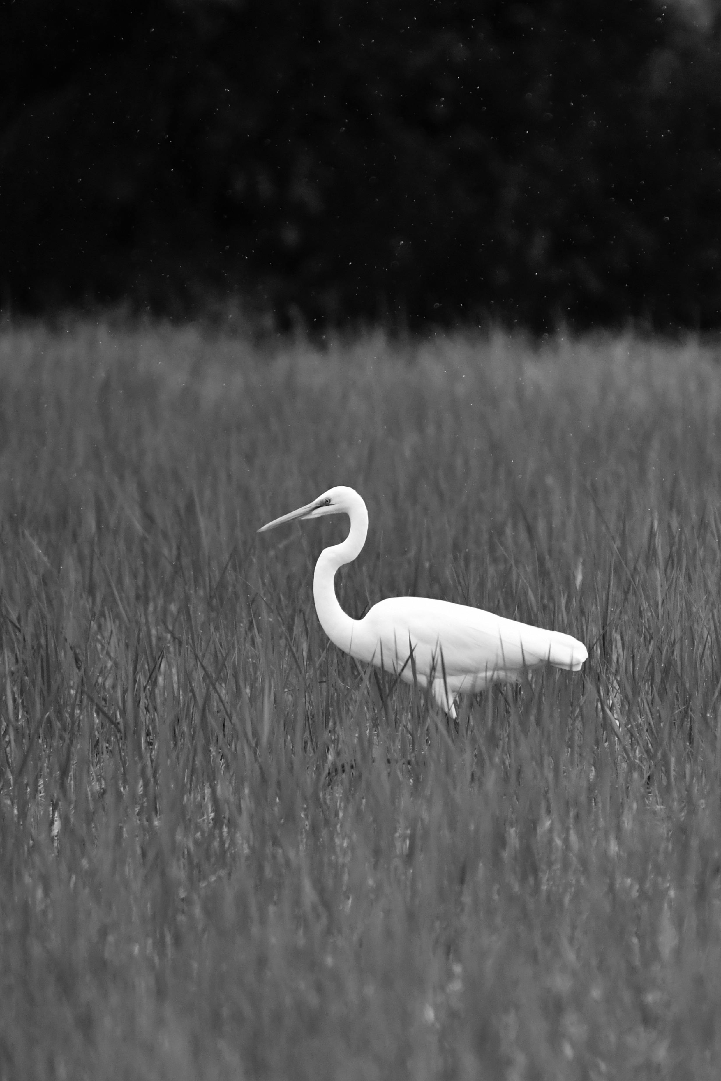Ücretsiz çayırda Doğu Büyük Ak Balıkçılı Stok Fotoğraflar