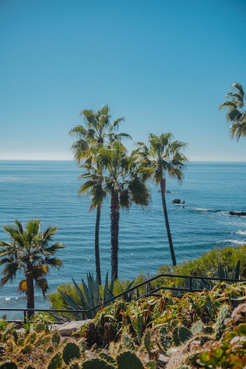 Palm Trees on Sea Coast