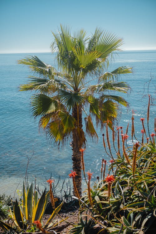 Základová fotografie zdarma na téma moře, oceán, palma