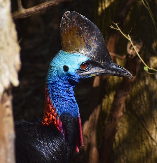 Foto stok gratis burung, kebun binatang, prasejarah