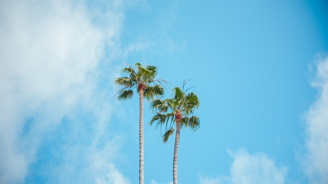 Бесплатное стоковое фото с лето, облако, пальмовые деревья