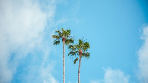 Free Vibrant photo of tall palm trees against a sunny blue sky and fluffy clouds. Stock Photo