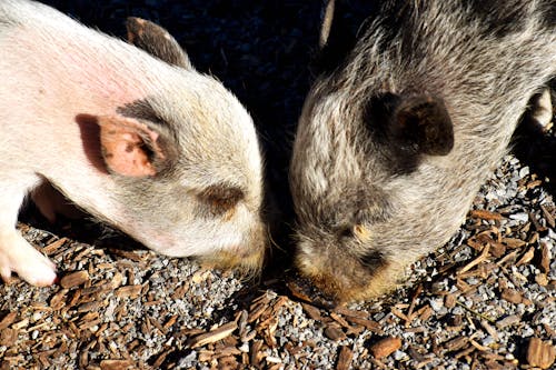 Foto stok gratis babi, musim panas, pertanian