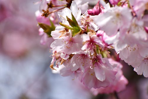 Fotos de stock gratuitas de flores, primavera