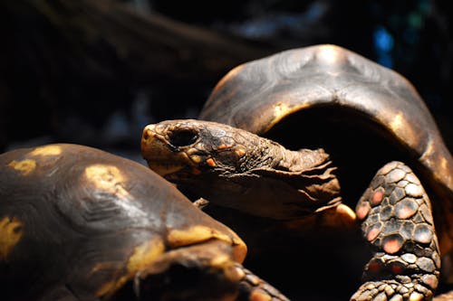 Fotos de stock gratuitas de Tortuga, zoo