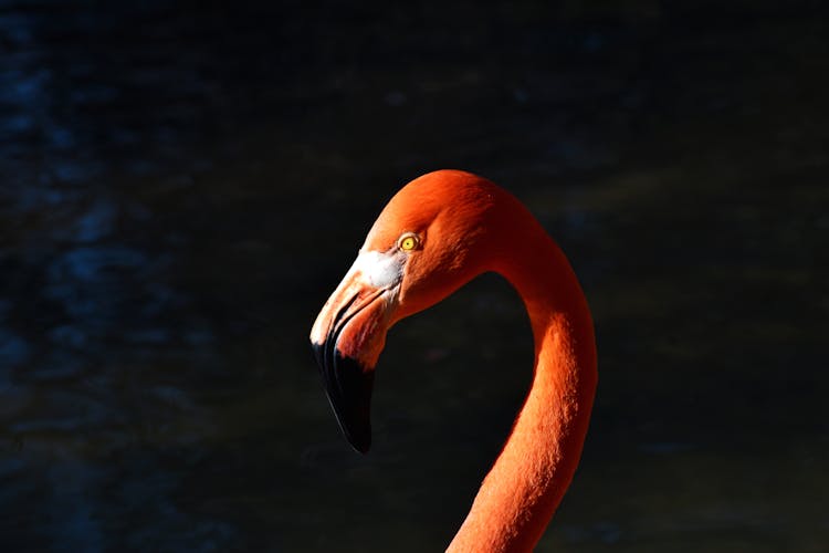 Flamingo Head