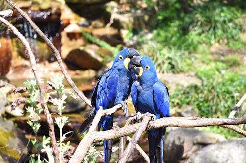 Fotos de stock gratuitas de loro, pájaro, zoo