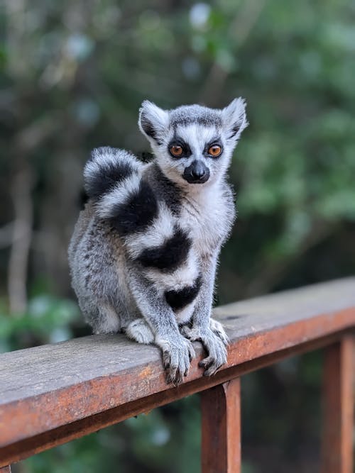 A lemur sitting on a railing with its tail up