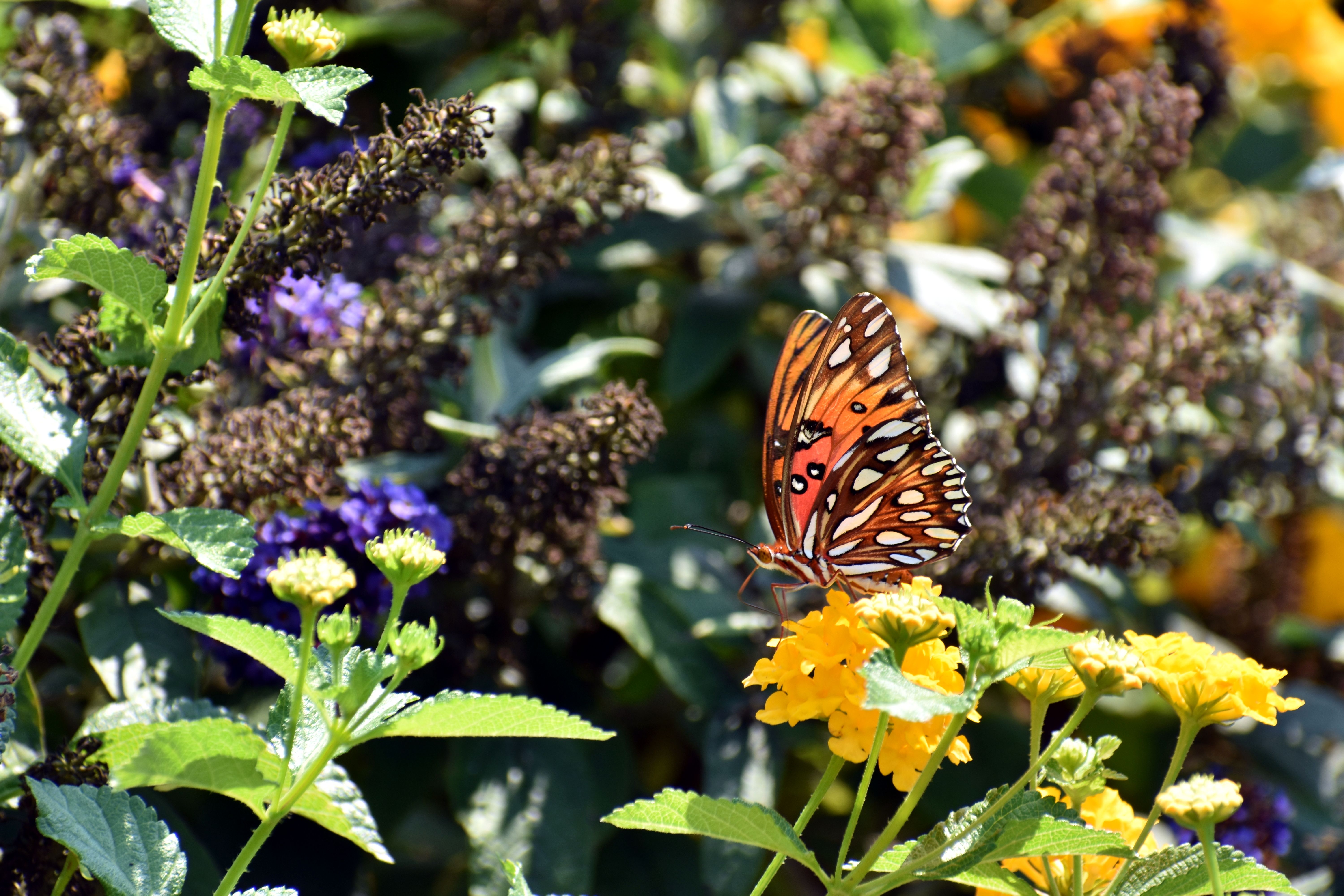 Les insectes pollinisateurs: rôles et protection