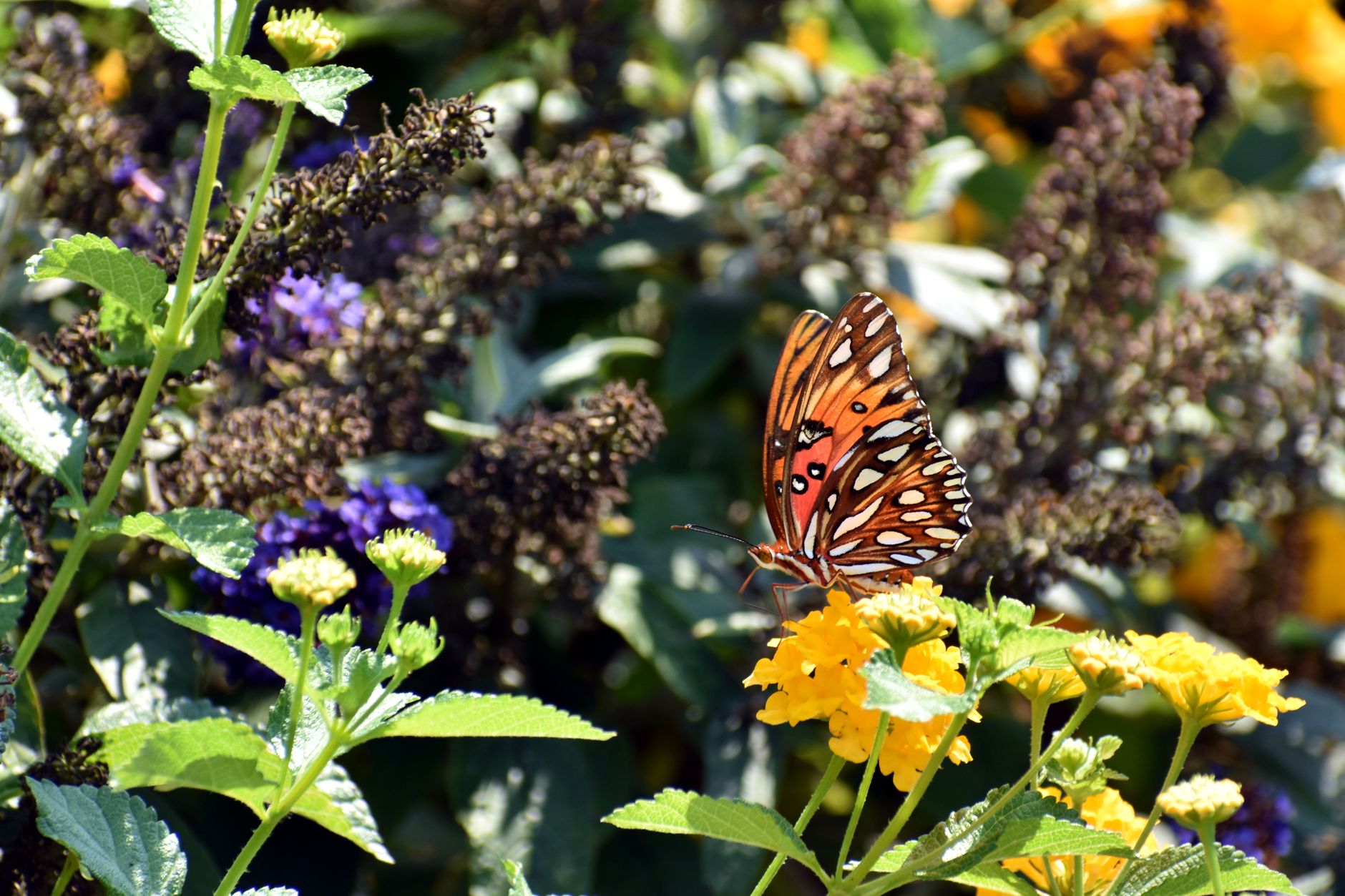 butterfly resting on garden fence in afternoon light