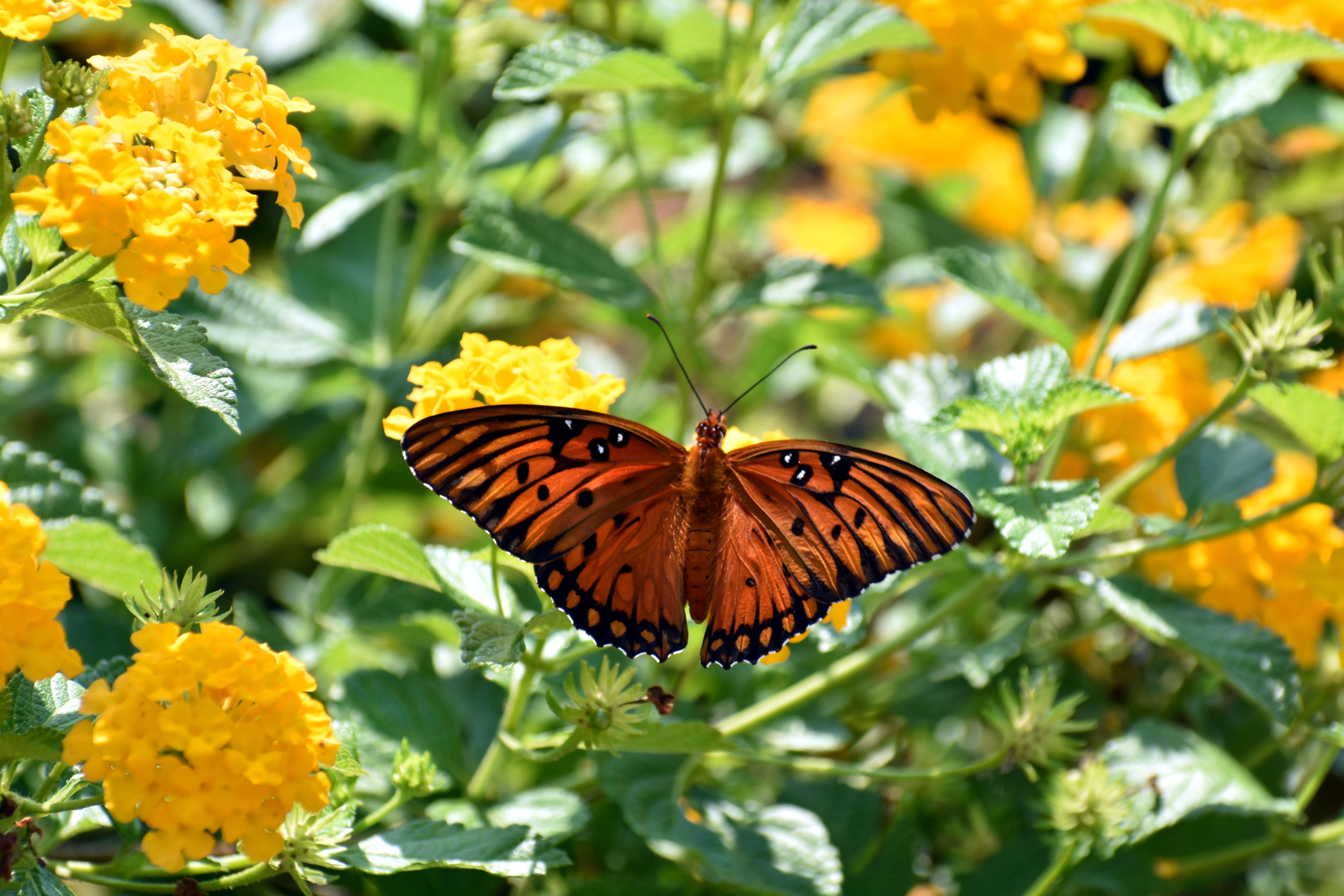 Come Creare un Giardino di Farfalle Perfetto