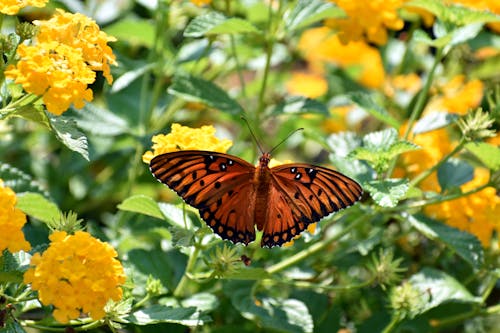 Fotos de stock gratuitas de al aire libre, alas de colores, alimentacion de mariposas
